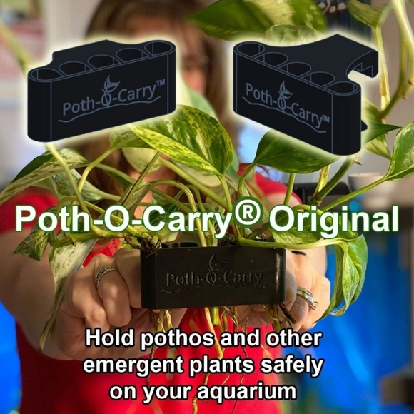 Genuine Pothocarrys - Picture 1 of 4